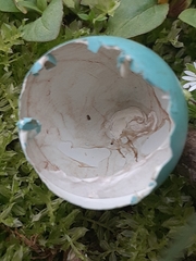 Spiza americana