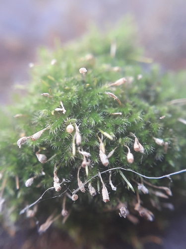 Fabronia australis observed 2026-08-14