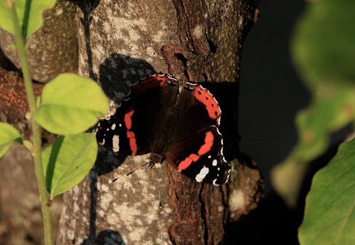 Red Admiral