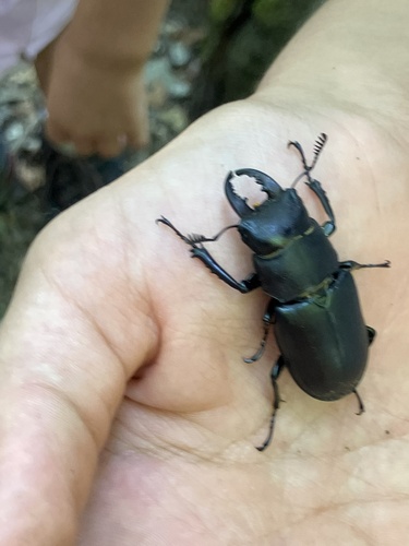 Lucanus tetraodon
