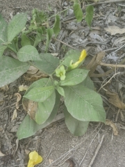 Tabernaemontana glabra, photograph author not stated, no rights reserved