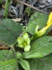 Tabernaemontana glabra, photograph author not stated, no rights reserved