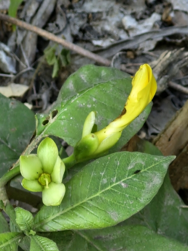 Tabernaemontana glabra, photograph 4