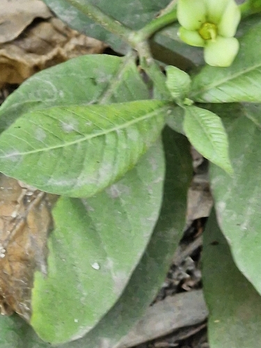 Tabernaemontana glabra, photograph 5