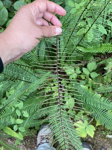deer fern