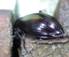 Tarpela
