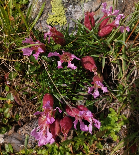 Saponaria pumila, photograph 2