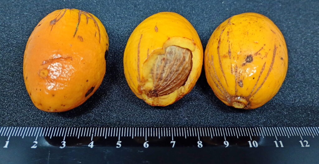 Endiandra xanthocarpa