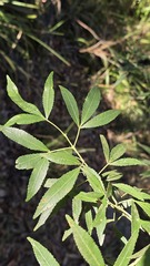 Ceratopetalum gummiferum, photograph (c) Petra Holland, some rights reserved (CC BY)