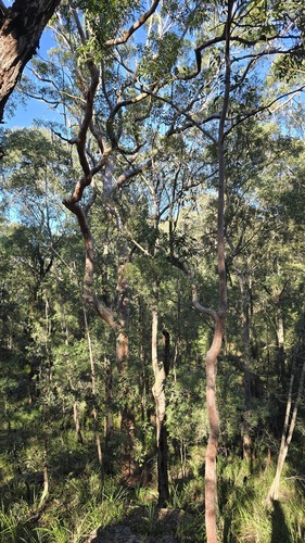 Angophora costata, photograph 5