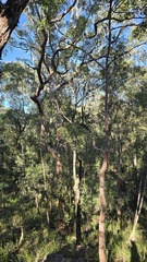 Angophora costata, photograph (c) Petra Holland, some rights reserved (CC BY)