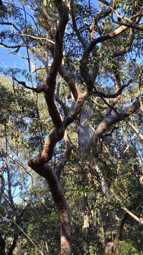 Angophora costata, photograph 6