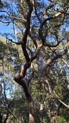 Angophora costata, photograph (c) Petra Holland, some rights reserved (CC BY)