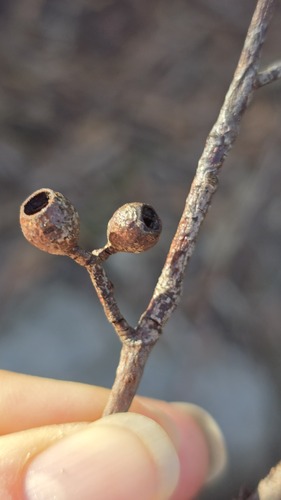Eucalyptus piperita