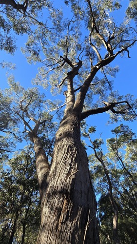 Eucalyptus piperita, photograph 2
