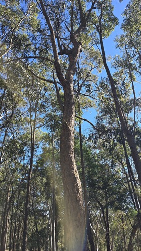 Corymbia eximia, photograph 3