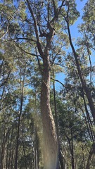 Corymbia eximia, photograph (c) Petra Holland, some rights reserved (CC BY)