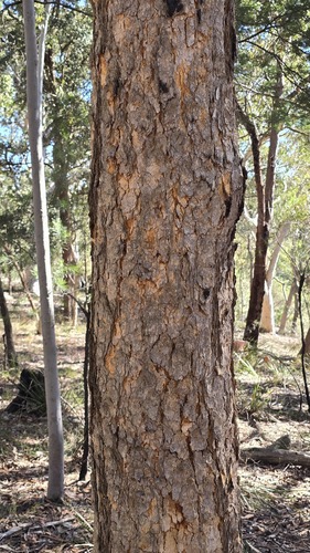 Corymbia eximia, photograph 4