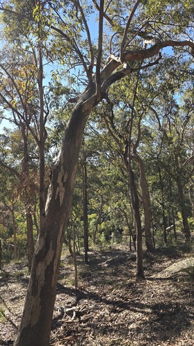 Eucalyptus punctata, photograph 4