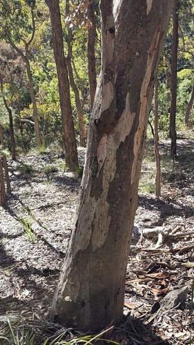 Eucalyptus punctata, photograph 3