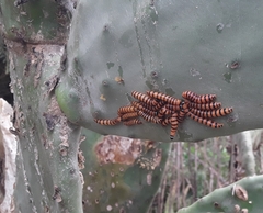 Cactoblastis cactorum