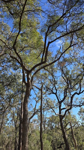 Angophora bakeri, photograph 1