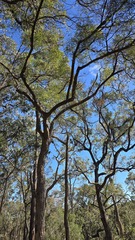 Angophora bakeri