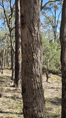 Angophora bakeri, photograph 2