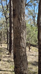 Angophora bakeri, photograph (c) Petra Holland, some rights reserved (CC BY)