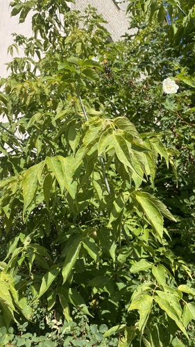 box elder