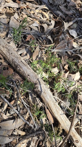 Lomandra obliqua, photograph 6