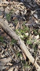 Lomandra obliqua, photograph (c) Petra Holland, some rights reserved (CC BY)