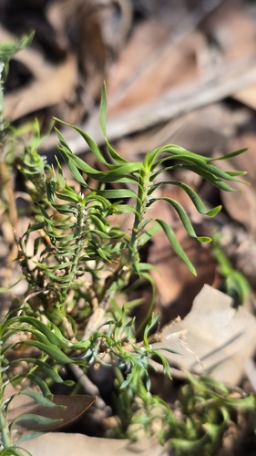 Lomandra obliqua, photograph 5