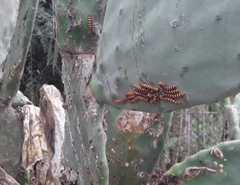 Cactoblastis cactorum