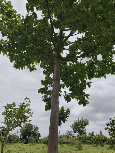 Burflower-tree
