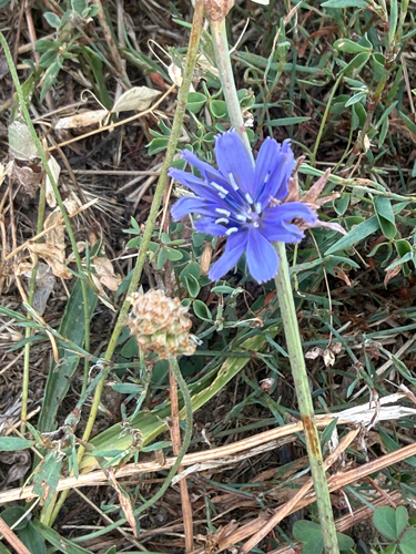 chicory