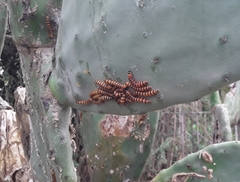 Cactoblastis cactorum