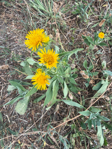 Meadow Fleabane