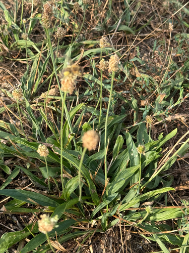 ribwort plantain