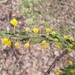 Acacia paradoxa