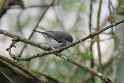 Brown Gerygone