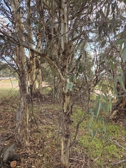 Eucalyptus wandoo