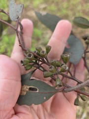 Eucalyptus wandoo, photograph (c) Belinda Forbes, some rights reserved (CC BY)
