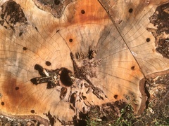 Dendroctonus