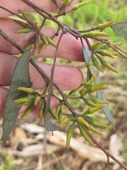 Eucalyptus wandoo, photograph (c) Belinda Forbes, some rights reserved (CC BY)