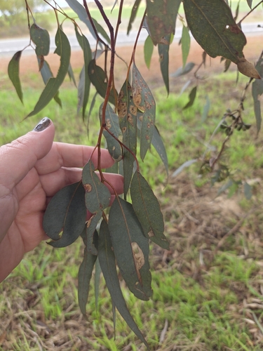Eucalyptus wandoo, photograph 4