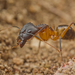 Spotted Sugar Ant - Photo (c) Johan Pretorius, some rights reserved (CC BY-NC), uploaded by Johan Pretorius