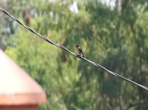 Pacific Swallow