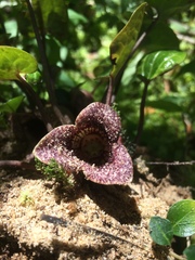 Hexastylis shuttleworthii