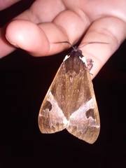 Dysschema marginalis